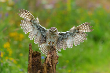 Burrowing Owl (Athene cunicularia) flying in a field with wild flowers  in the Netherlands     