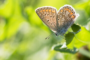 Fototapeta na wymiar Motylek modraszek na łące 
