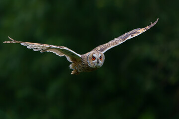 Beautiful long-eared owl (Asio otus) flying over an open spot in the forest of Noord Brabant in the Netherlands with a black background .                   