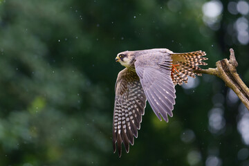 The red-footed falcon (Falco vespertinus), formerly the western red-footed falcon flying and shouting in the rain in the forest in Noord-Brabant in the Netherlands      