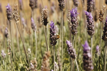 Fototapeta premium Lavanda