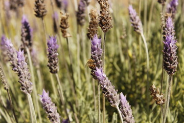 Lavanda