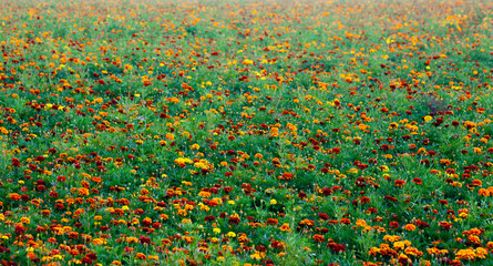 Field of marigold flowers blooming in summer