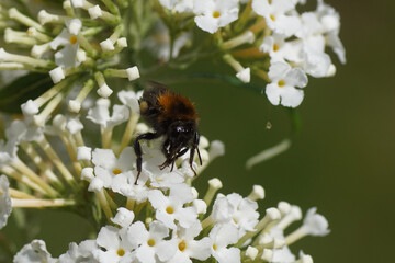 White flowers of a summer lilac (Buddleja davidii), Figwort family (Scrophulariaceae). and a common carder bee (Bombus pascuorum) family Apidae. Dutch garden. Summer, August, Netherlands