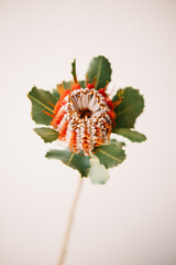 Beautiful single orange Banksia flower on the grey wall background, close up view - 453112125