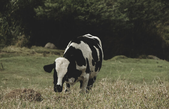 Artistic image of a black and white cow in a mysterious old dark field. Focus on the cow with blurred background  - Dramatic mood landscape representing sadness and solitude.