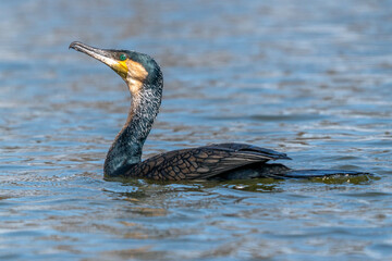 The great cormorant, Phalacrocorax carbo known as the great black cormorant across the Northern Hemisphere, the black cormorant in Australia and the black shag further south in New Zealand