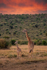 Giraffe in front Amboseli national park Kenya masai mara.(Giraffa reticulata) sunset.
