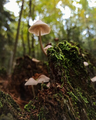 mushrooms in the forest