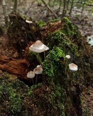Fototapeta premium mushroom in the woods