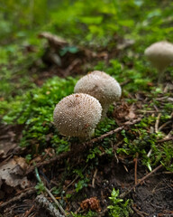 mushrooms in the forest