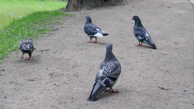 Pigeons walk on the ground in search of food. One pigeon stands and looks around. Birds. Animals.