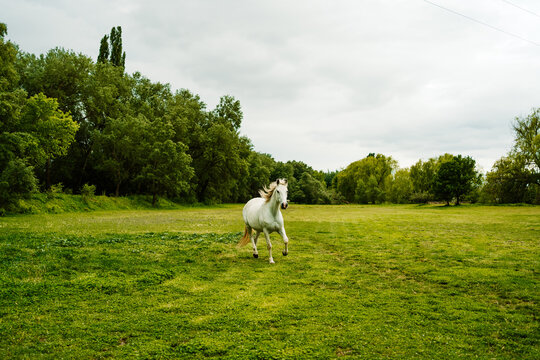 Horse running along green field in nature