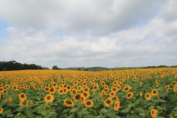 Fototapeta na wymiar Fields of Bright Yellow Sunflowers 