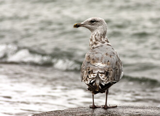 Seagull on a stone