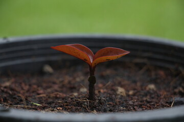 the growth of the tree, the sapling of the tree