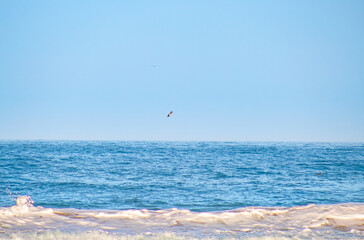 birds fishing in the sea