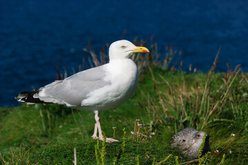 seagulls in the village of Port Isaac in Cornwall in england