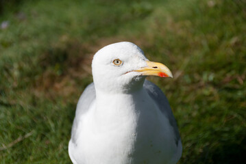 seagulls in the village of Port Isaac in Cornwall in england