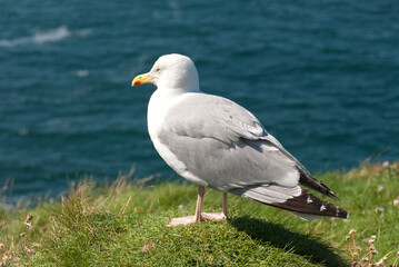 seagulls in the village of Port Isaac in Cornwall in england