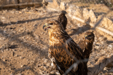 Shiraz, Iran - July 1, 2021:photo of animals in the zoo of Shiraz city