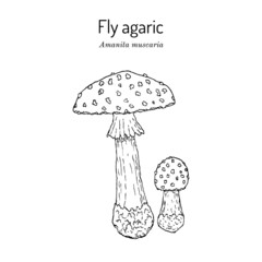 Fly agaric Amanita muscaria , poisonous and medicinal mushroom