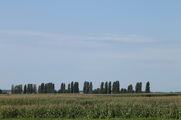 Field, trees and blue sky