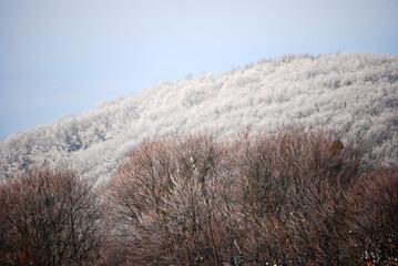 Ein Wald im Winter bedeckt mit Raureif und Schnee.