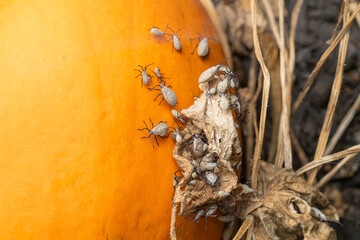Squash bugs on a pumpkin in a field nymph stage