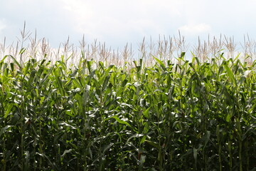 Fototapeta premium green corn in the field