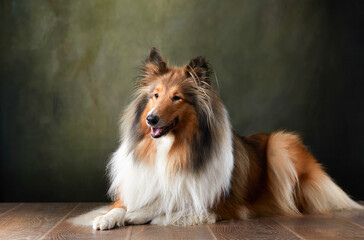 A dog on a textured canvas background in a photo studio. Scottish shepherd, Collie portrait