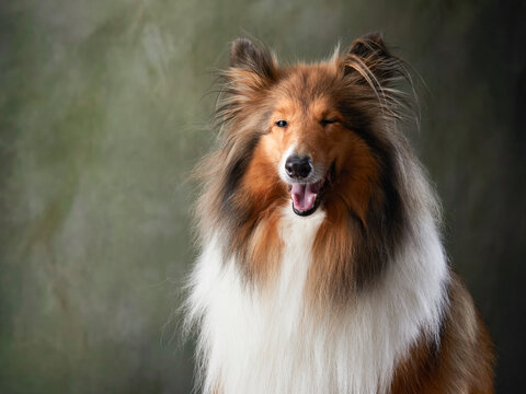 A dog on a textured canvas background in a photo studio. Scottish shepherd, Collie portrait