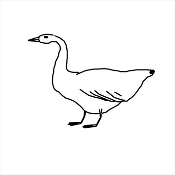 Vector image design of geese, poultry, pets
