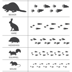 Silhouettes and footprints of small inhabitants of the forests of America and Eurasia. Vector illustration.