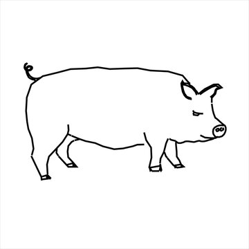 Vector design sketch of a pig