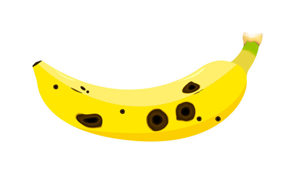 Banana fruit are damaged by Anthracnose (blight disease) or Colletotrichum Fungi. Pathogens cause to rot, black circular wound, sagged and wither. Design on white background