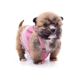 Puppy in a pink dress.