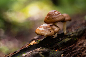 Close-up mushrooms grow on the trunk of a fallen tree in the forest. Low point of view in nature landscape. Blurred nature background copy space. Park low focus depth. Ecology environment
