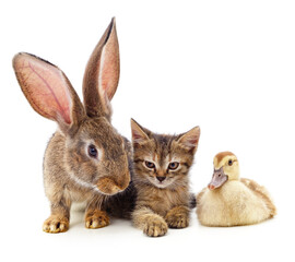 Rabbit, kitten and duckling.