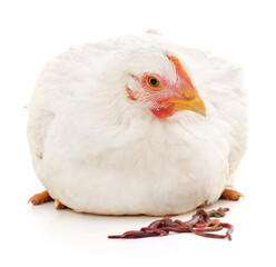 White chicken and worm.