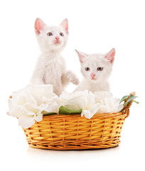 Fototapeta na wymiar Two white kittens in a basket with roses.