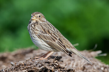Corn Bunting, (Emberiza calandra) perched on native soil.