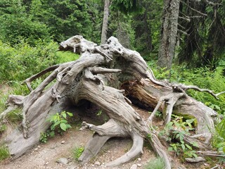 tree roots in the forest