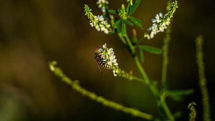 Insect on a flower