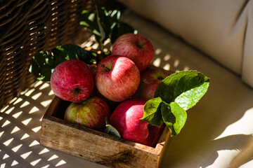 rustic apples from the garden with leaves