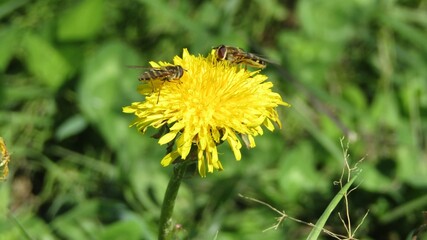 Bees pollinate dandelions at the end of August in the Siberian Region at noon