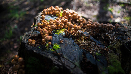 Many small mushrooms grow on a tree stump in the forest. Low point of view in nature landscape. Blurred nature background copy space. Park low focus depth. Ecology environment