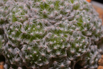 Cactus, which many people like to raise