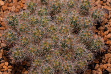 Cactus, which many people like to raise