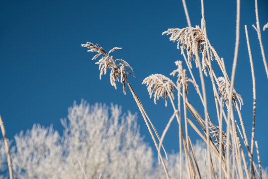 gefrorener Schilf in der Sonne im blauen Himmel